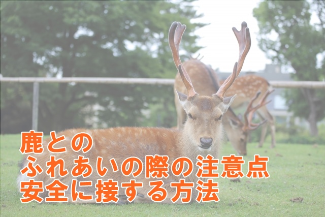 鹿とのふれあいの際の注意点：安全に接する方法