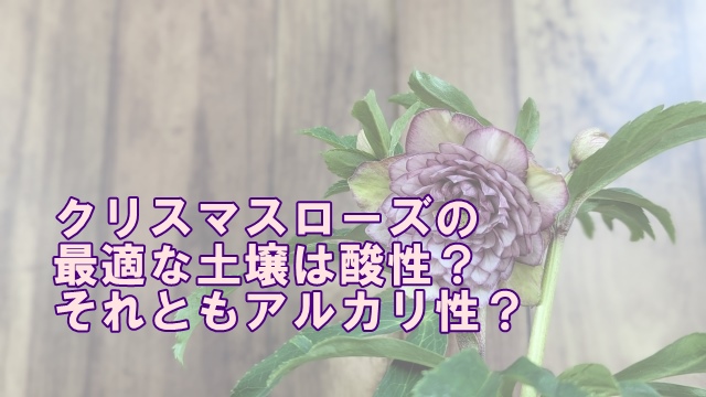 クリスマスローズのための最適な土壌は酸性？それともアルカリ性？