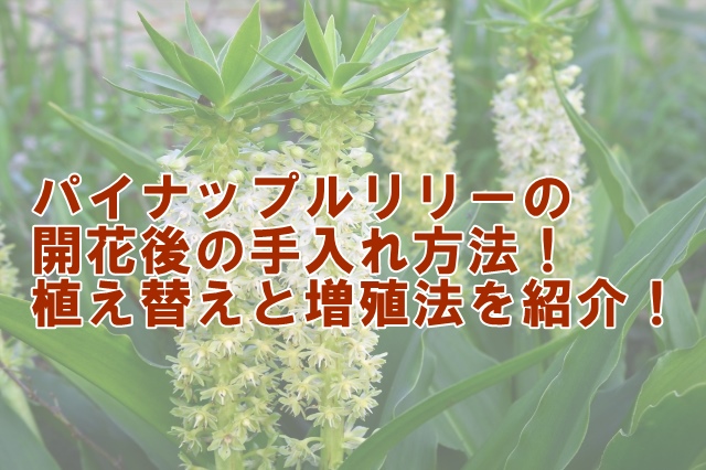 パイナップルリリーの開花後の手入れ方法！植え替えと増殖法を紹介！