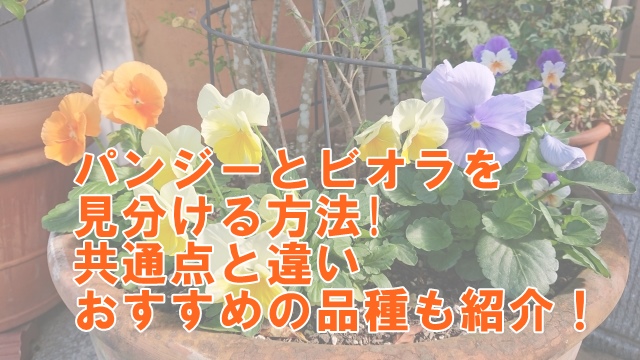 パンジーとビオラを見分ける方法は？共通点と違いやおすすめの品種も紹介！