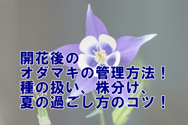 開花後のオダマキの管理方法！種の扱い、株分け、夏の過ごし方のコツ！