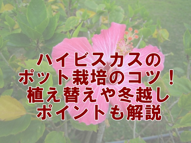 ハイビスカスを健康的に育てるポット栽培のコツ！植え替えや冬越しのポイントも解説